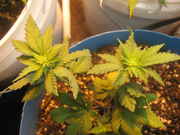gj2_004.jpg