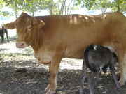 Cow_Pictures_002.jpg