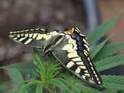 Butterfly_on_pot_plant.jpg