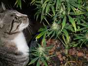 Cat_with_weed_plant.jpg