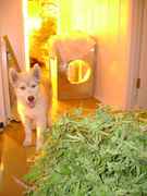 Dog_and_pot_plants.jpg