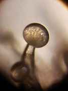 Trichome.jpg