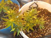 gj_009.jpg