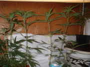DSCF0017.jpg