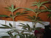 DSCF0019.jpg
