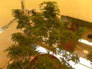 IMG00866.jpg