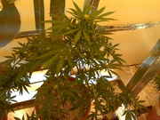 IMG00868.jpg