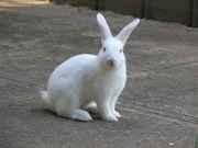 white-rabbit-bunny-photograph1.jpg