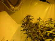 bushy_001.jpg