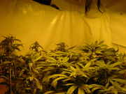 bushy_002.jpg