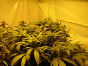 bushy_003.jpg