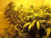 bushy_004.jpg