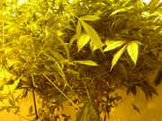 bushy_005.jpg