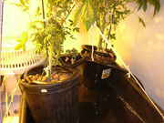 bushy_006.jpg