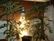 DSCF0027.jpg