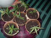 DSCF0029.jpg