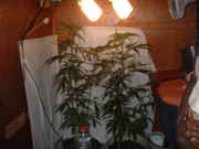DSCF0038.jpg
