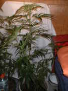 DSCF0039.jpg