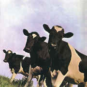 Atom_Heart_Mother_cows.jpg