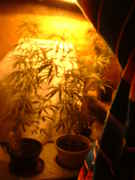 DSCF0069.jpg