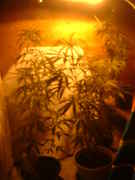 DSCF0070.jpg