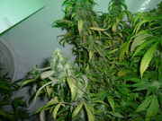 coolll_004.jpg