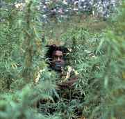 Tosh_in_weed_plants.jpg