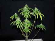 MysteryWeed_copy.jpg