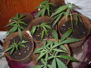 DSCF0030.jpg