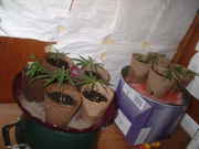 DSCF0034.jpg