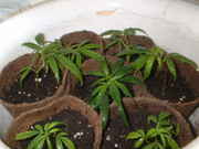 DSCF0037.jpg