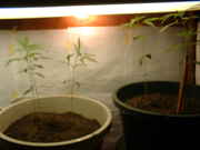 DSCF0007.jpg