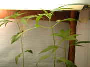 DSCF0008.jpg