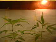 DSCF0009.jpg