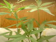 DSCF0013.jpg