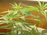 DSCF0014.jpg
