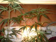 DSCF0020.jpg