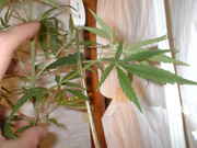 DSCF0025.jpg