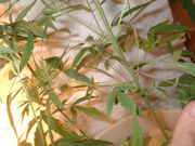 DSCF0026.jpg