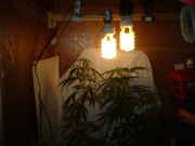 DSCF0033.jpg