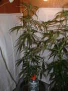 DSCF0040.jpg