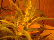 DSCF0078.jpg
