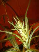 DSCF0080.jpg