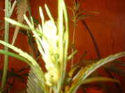 DSCF0081.jpg