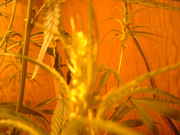 DSCF0082.jpg