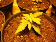 cannabis_209.jpg