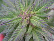 DSCN4174.jpg