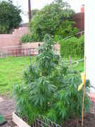 DSCN4168.jpg
