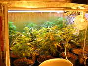 Day24veg-4.jpg