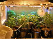 Day24veg-5.jpg